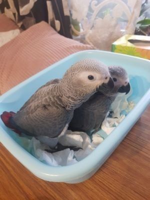 Graupapageien zur Adoption