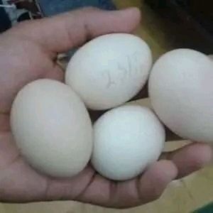 Frische, befruchtete Papageieneier und Papageienküken zu verkaufen