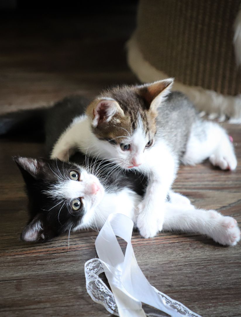 🐾💕 Drei kleine Herzensbrecher suchen ein liebevolles Zuhause 💕🐾