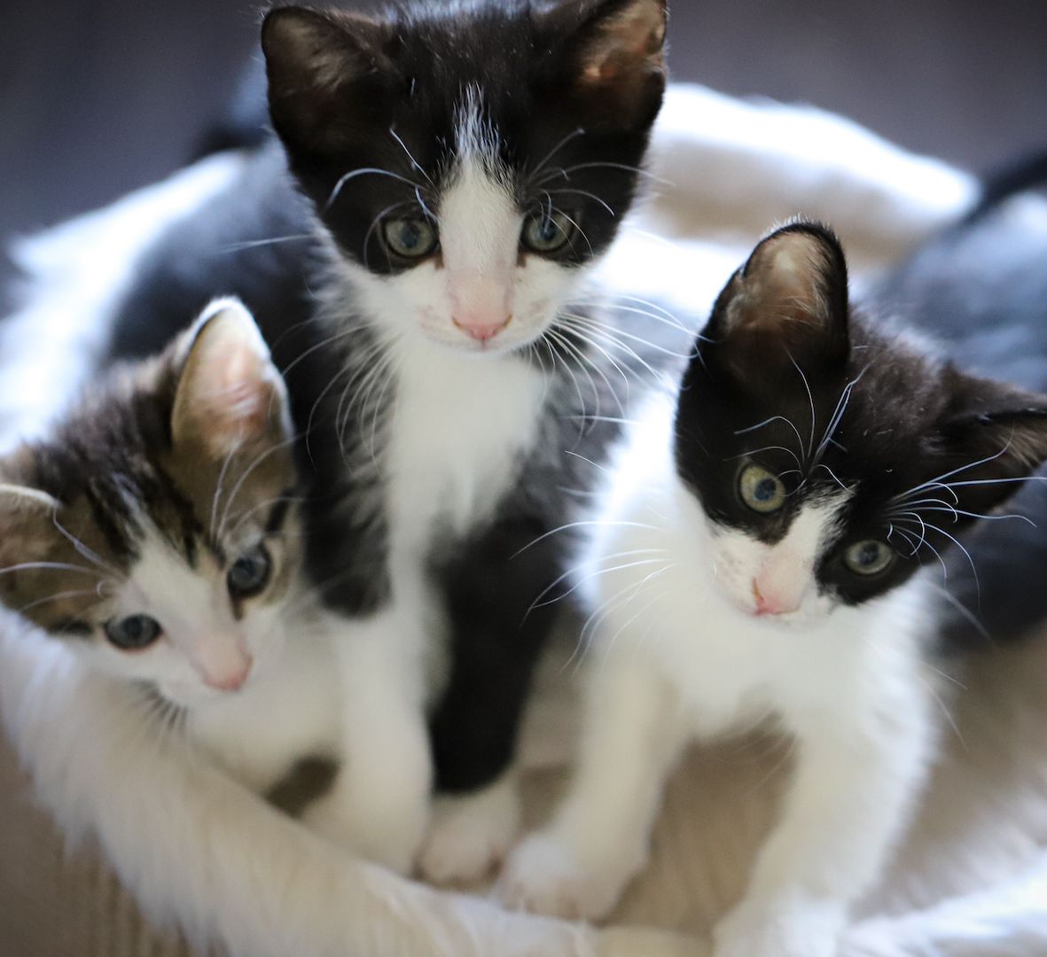 🐾💕 Drei kleine Herzensbrecher suchen ein liebevolles Zuhause 💕🐾