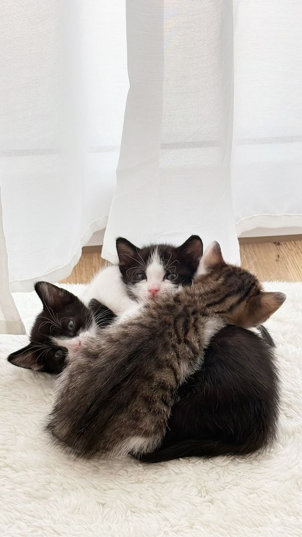 🐾💕 Drei kleine Herzensbrecher suchen ein liebevolles Zuhause 💕🐾