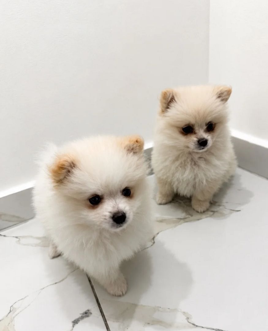 Pomeranian-Welpen zu adoptieren
