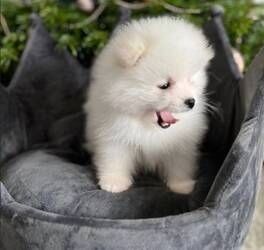 Pomeranian-Welpen zu adoptieren