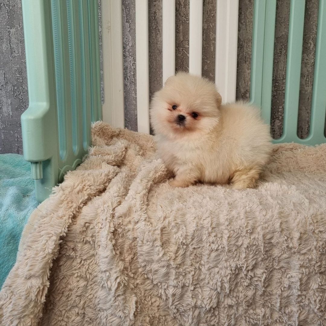 Pomeranian-Welpen zu adoptieren