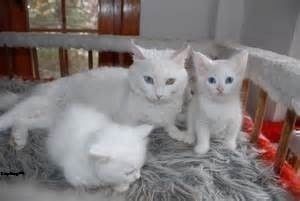 Munchkin-Kätzchen zu vermitteln