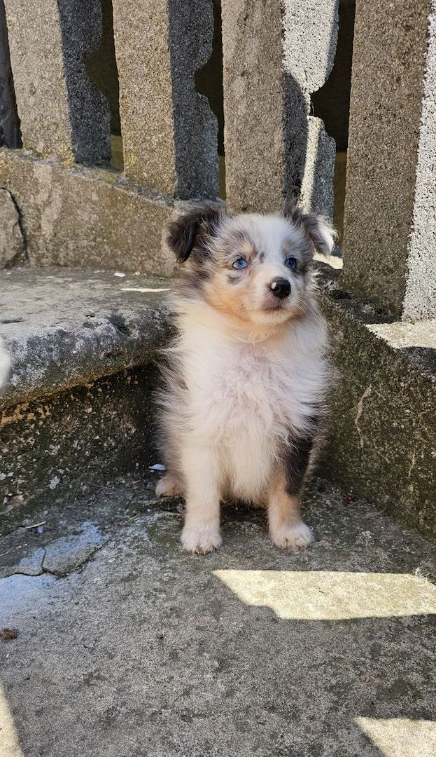 Sheltie-Junge