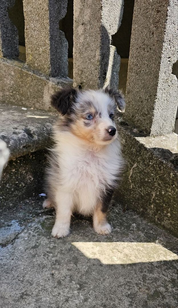 Sheltie-Junge