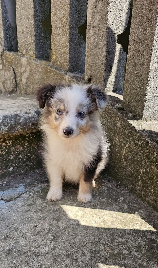 Sheltie-Junge