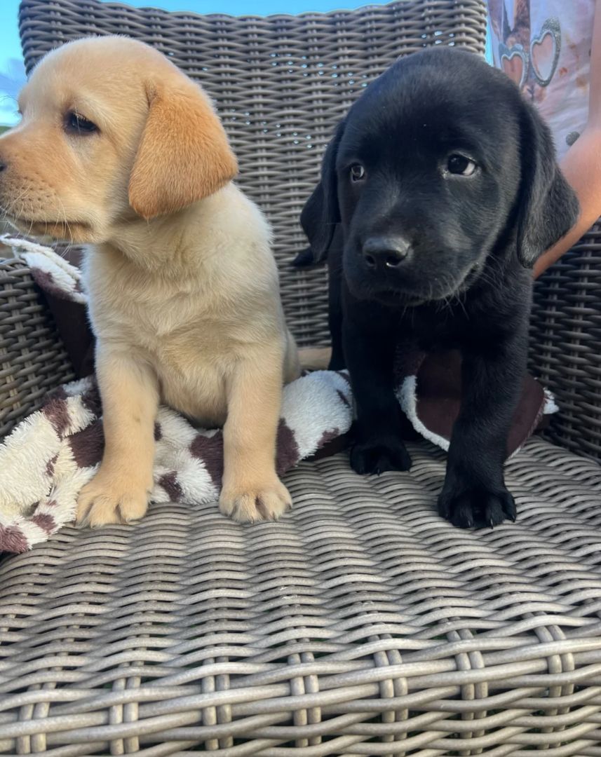 Labradorwelpen zu vermitteln