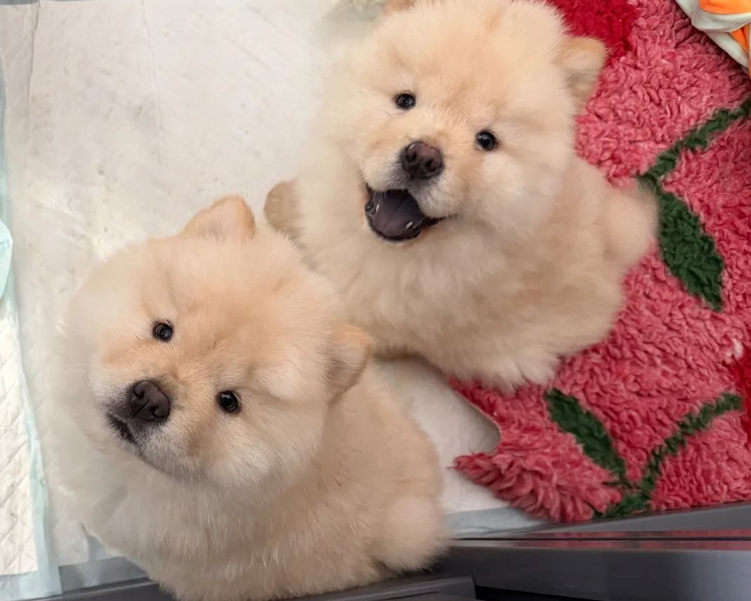 Chow-Chow-Welpen zu vermitteln