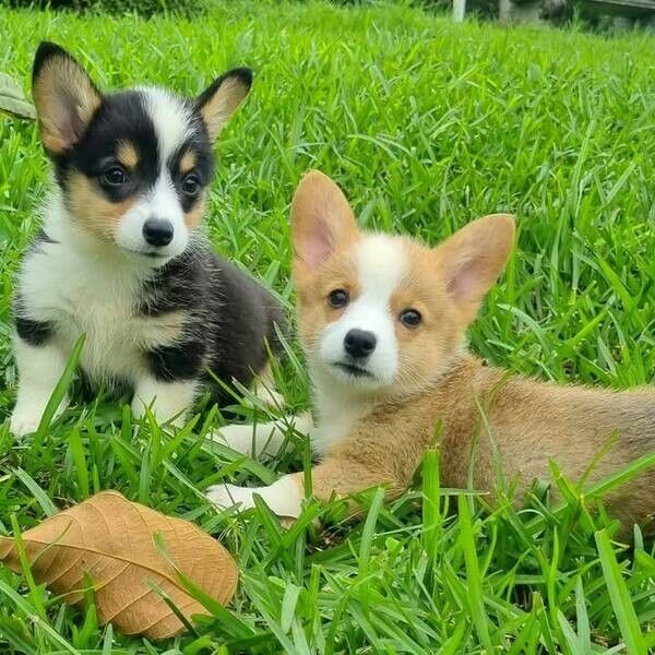 Corgi-Welpen zu vermitteln