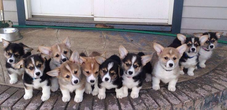 Corgi-Welpen zu vermitteln