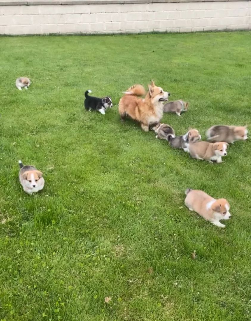 Corgi-Welpen zu vermitteln