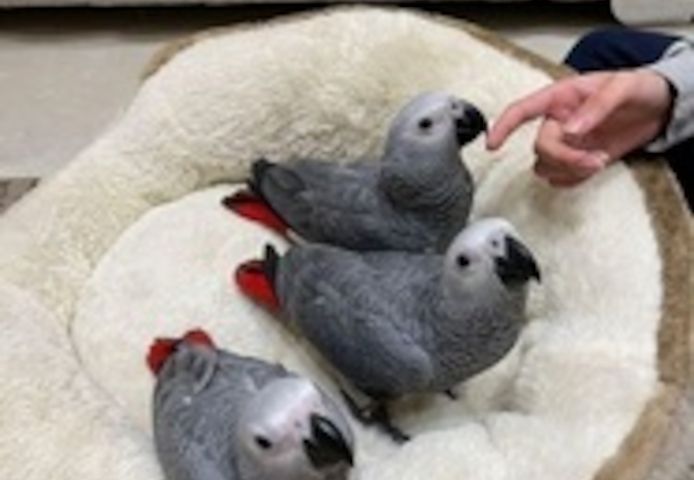 Graupapageien ,,,