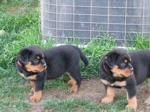 Rottweiler-Welpen mit Stammbaum