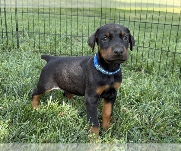KC-registrierte Dobermann-Welpen zu verkaufen