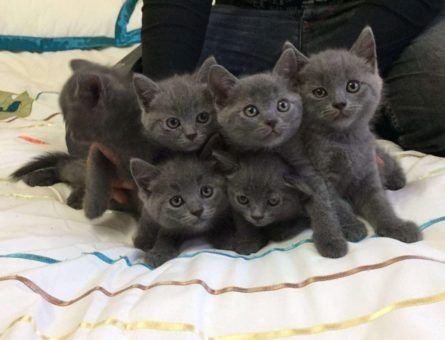 BHK Britisch Kurzhaar (Kater und Katzen)