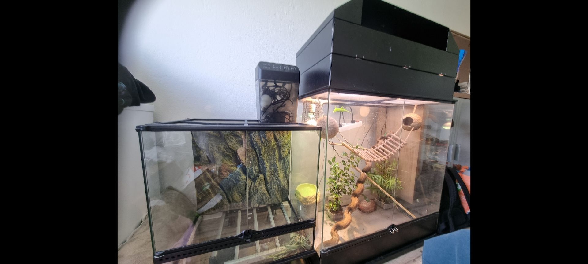 Madagaskar-Taggeckos
