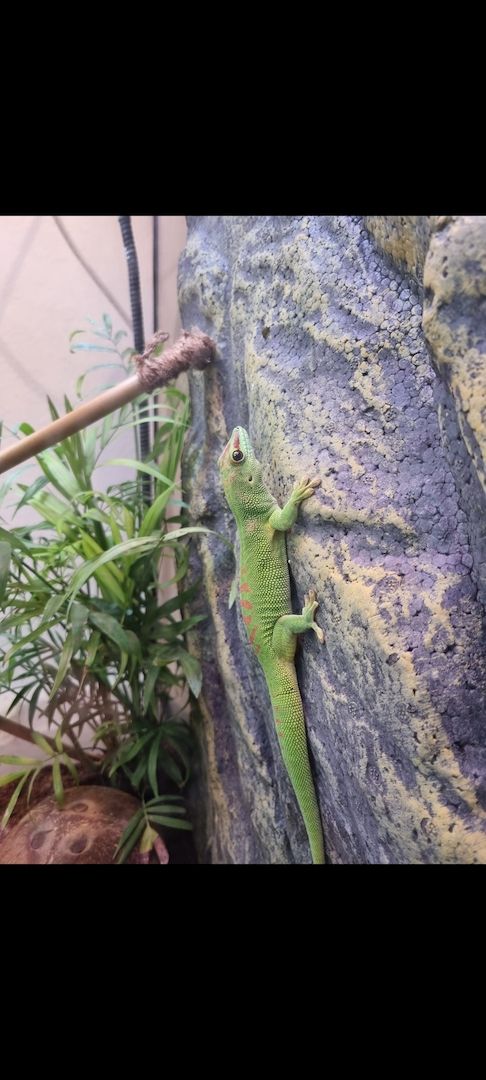 Madagaskar-Taggeckos