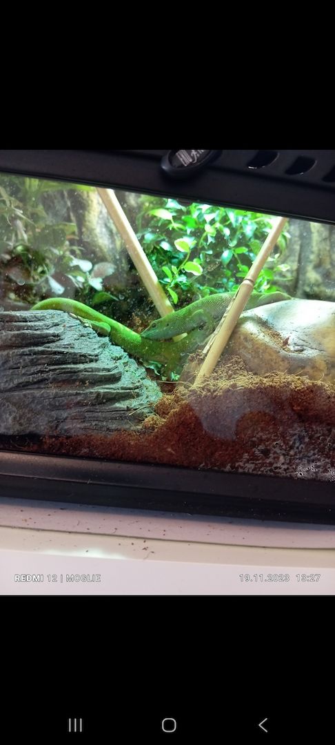 Madagaskar-Taggeckos