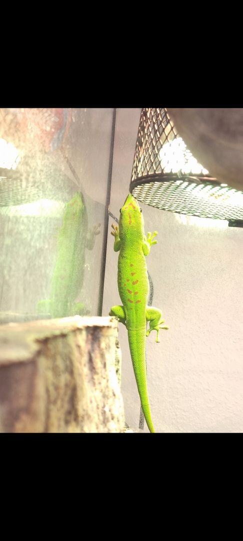 Madagaskar-Taggeckos