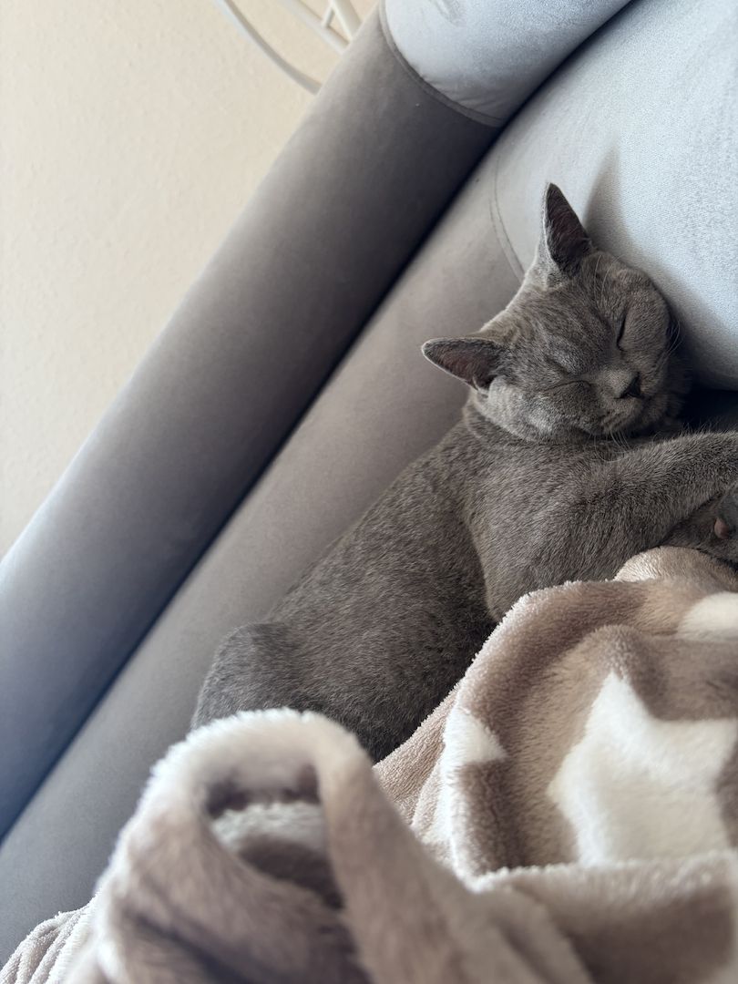 BHK Kitten sucht ein liebesvolles Zuhause
