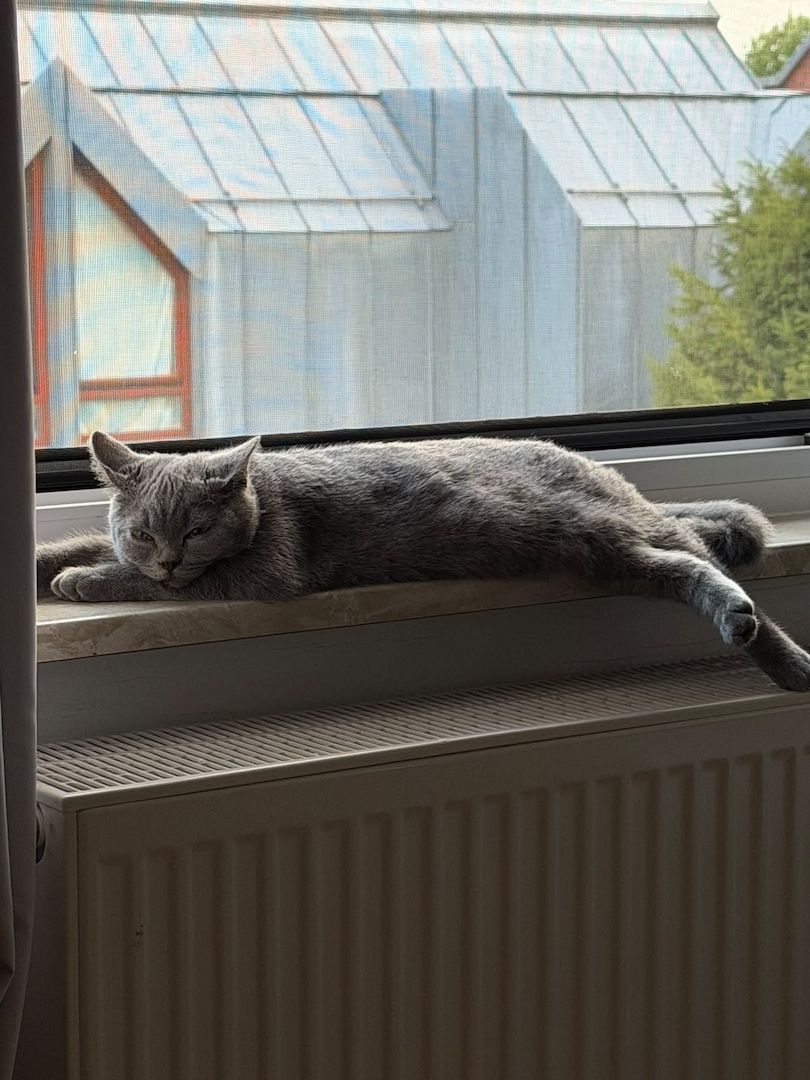 BHK Kitten sucht ein liebesvolles Zuhause