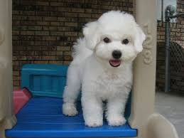 Malteser-Bichon-Welpen. WhatsApp: +44 7469 456352
