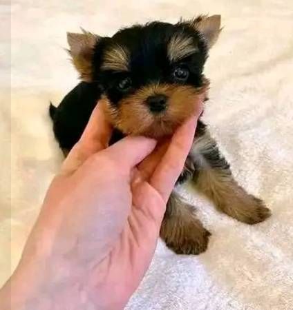 Yorkie-Welpen. WhatsApp: +44 7469 456352