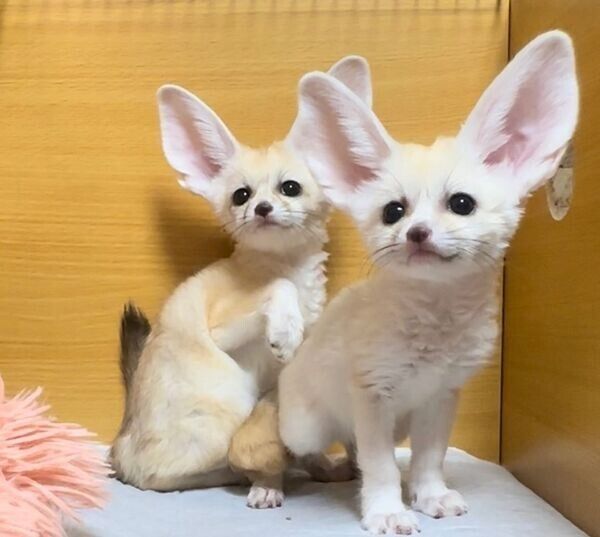 Fennek-Fuchs zur Adoption.