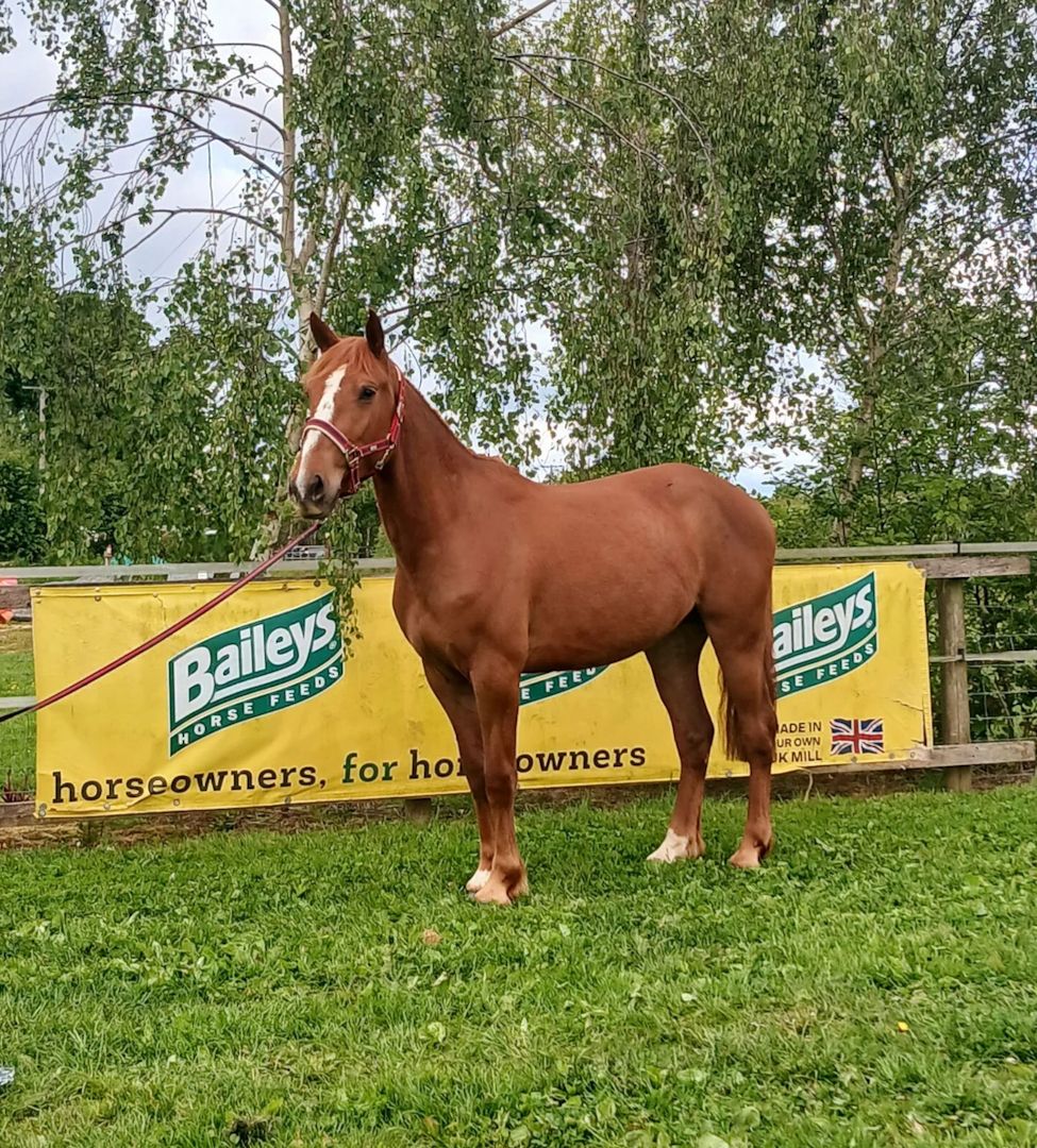 Hochtalentiertes Sportpferd sucht ein neues Zuhause.