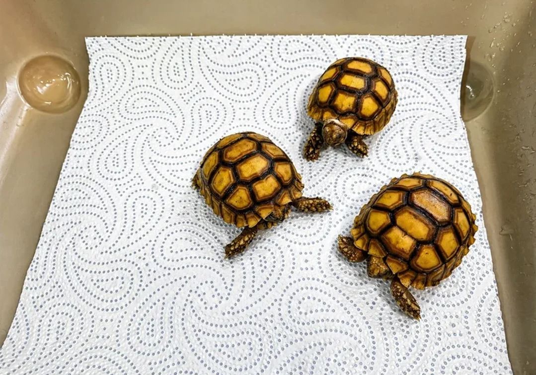 Junge Spornschildkröte zur Abgabe