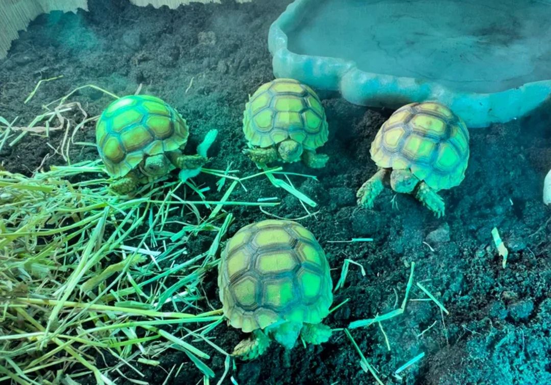 Junge Spornschildkröte zur Abgabe
