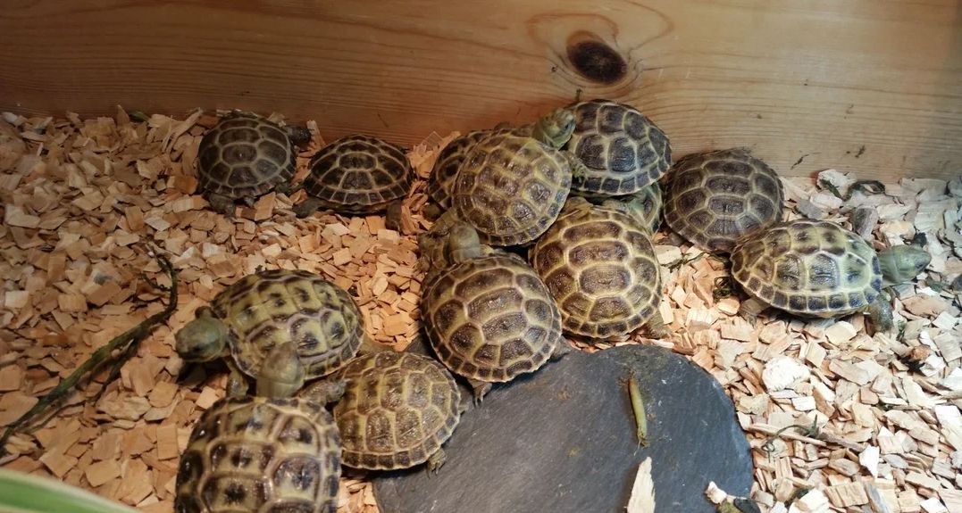 Baby-Vierzehenschildkröte (Russische Landschildkröte) abzugeben