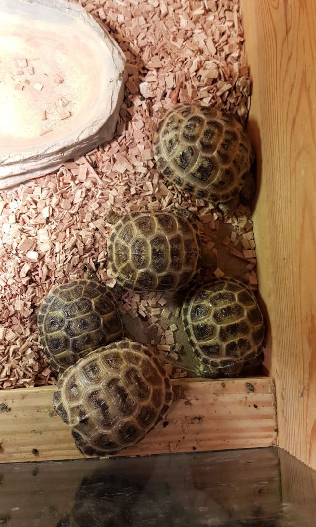 Baby-Vierzehenschildkröte (Russische Landschildkröte) abzugeben
