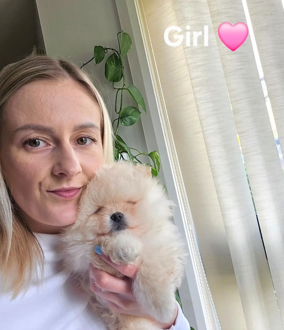Teddybär-Zwergspitz-Welpen (Pomeranian) in liebevolle Hände abzugeben