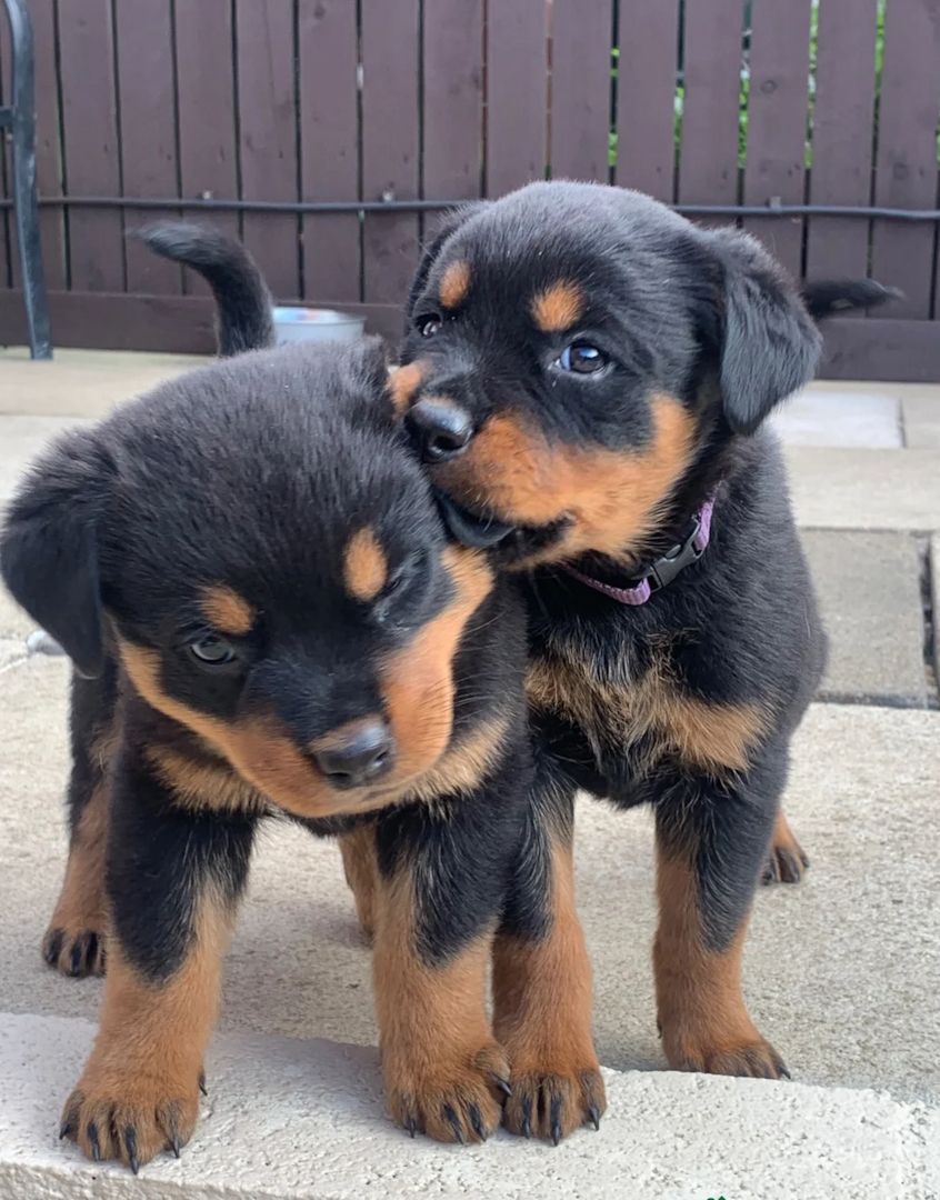 Rottweiler-Welpen abzugeben