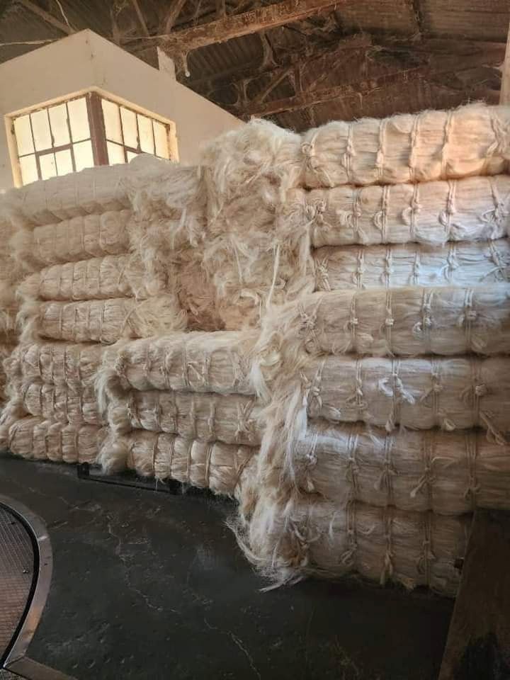 Sisalfasern aus Kenia für den Export.