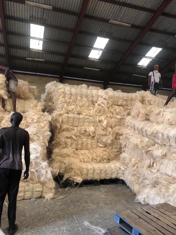 Sisalfasern aus Kenia für den Export.