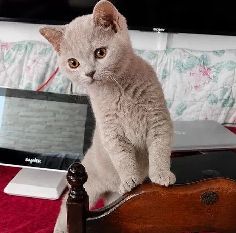 Bkh Kitten Abgabebereit