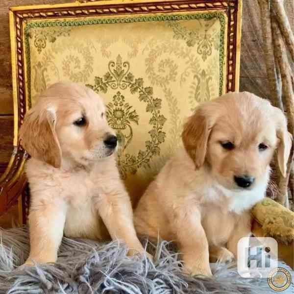 Golden Retriever Welpen zu adoptieren