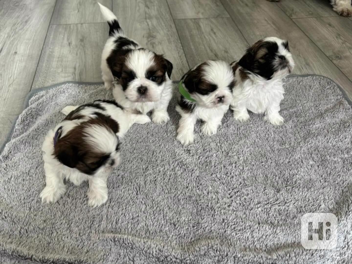 Shih Tzu Welpen zu adoptieren