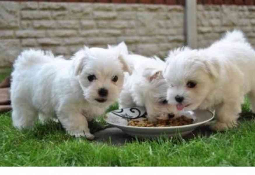 Niedliche Malteser Welpen zu adoptieren