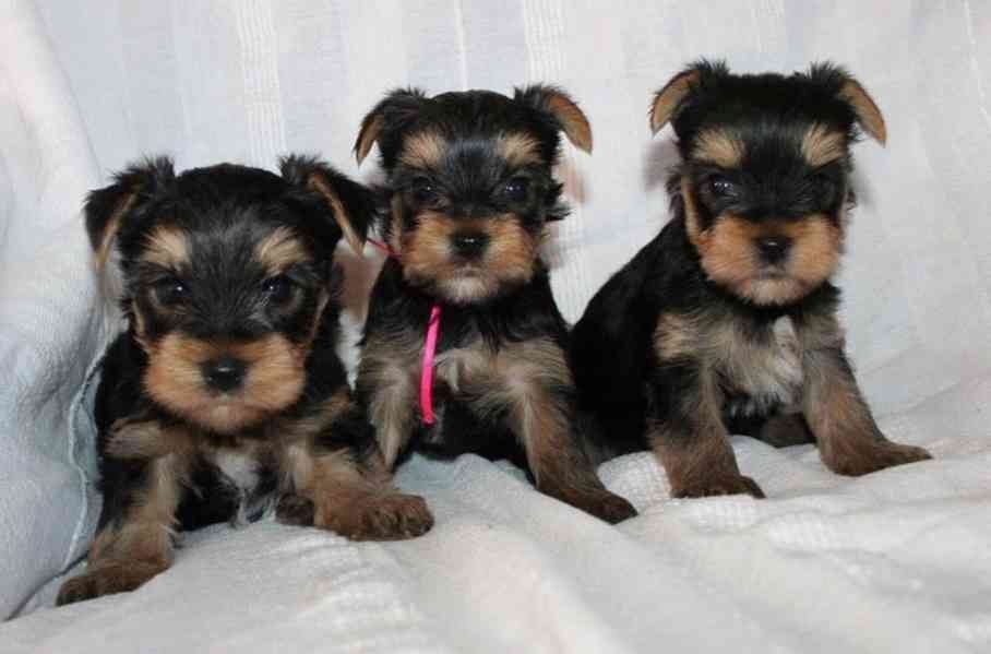 Erzogene Yorkshire Terrier Welpen zu adoptieren