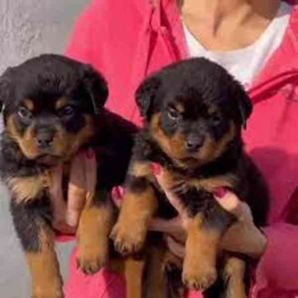 Rottweiler-Hündin zu vermitteln