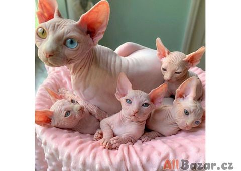Sphynx-Kätzchen zur Adoption.