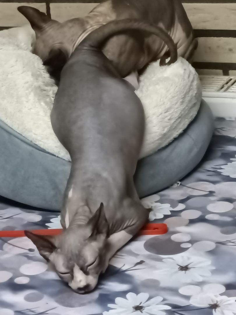 Charlotte sucht ein liebevolles neues Zuhause