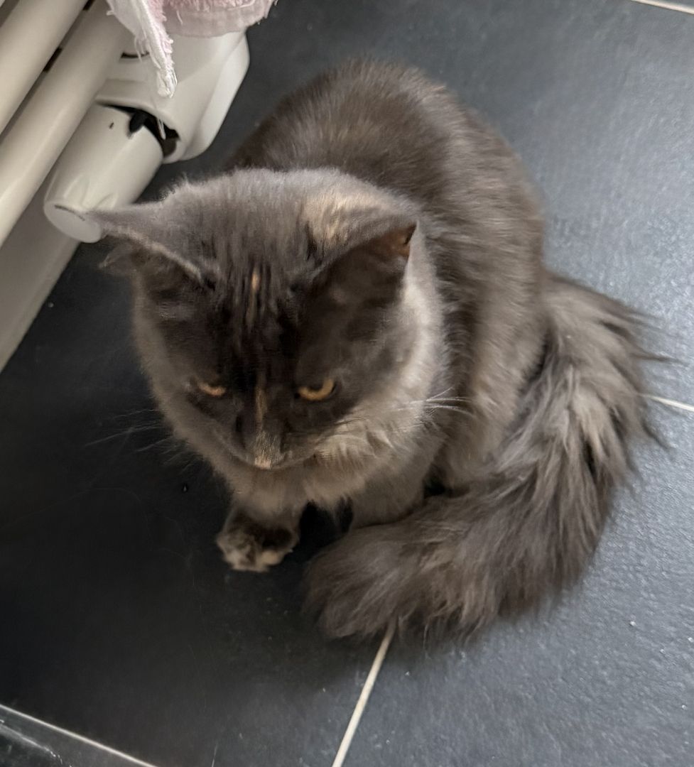 nur noch diese Maine Coon Torti Mädchen