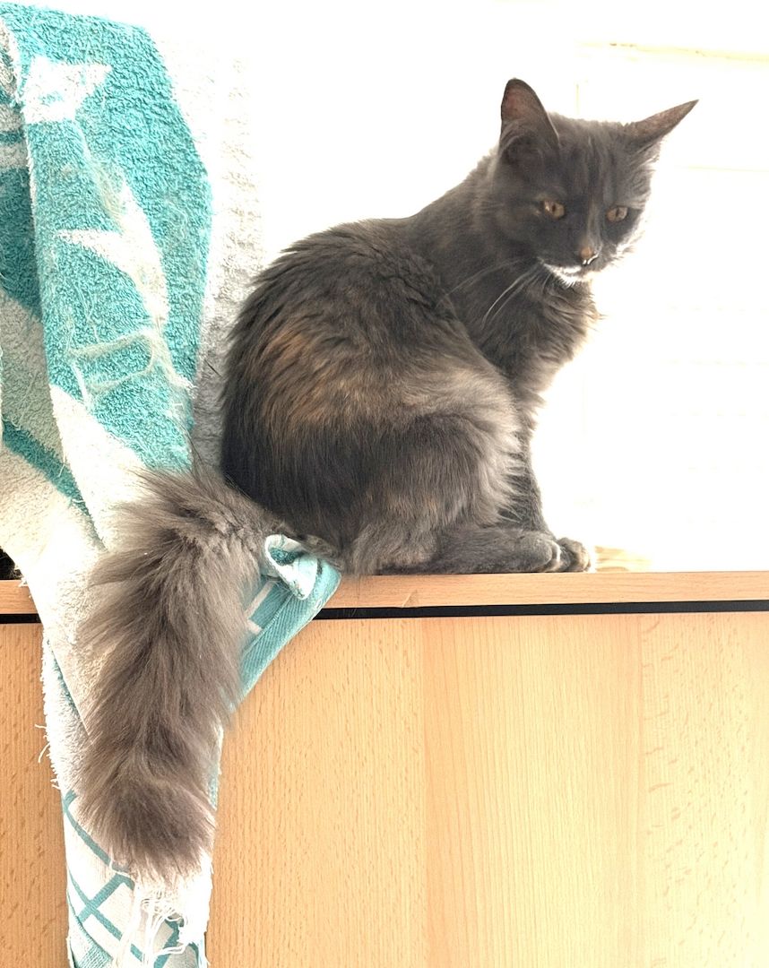 nur noch diese Maine Coon Torti Mädchen
