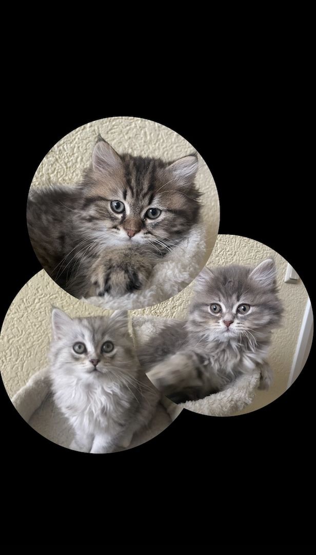 3 Fellnasen